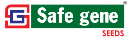 safe removebg preview